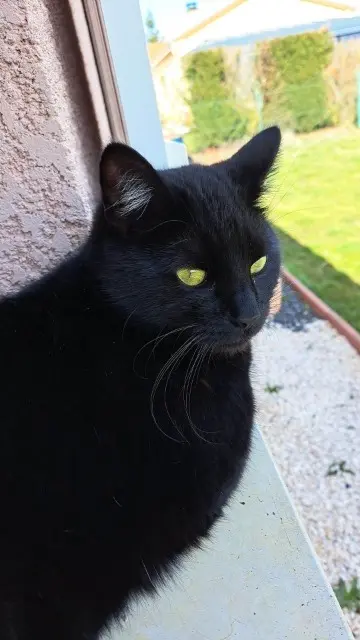 chat lost   43270 Vernassal Jiji