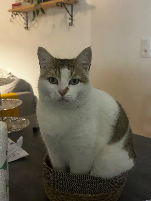 chat lost   43000 Le Puy-en-Velay Johnny
