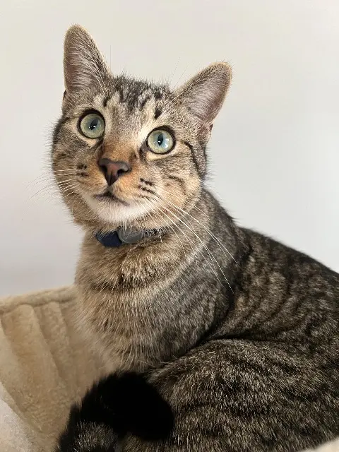 chat lost   43800 Lavoûte-sur-Loire Kovoo