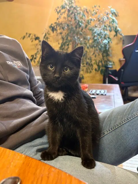 chat lost   43700 Saint-Germain-Laprade Limo