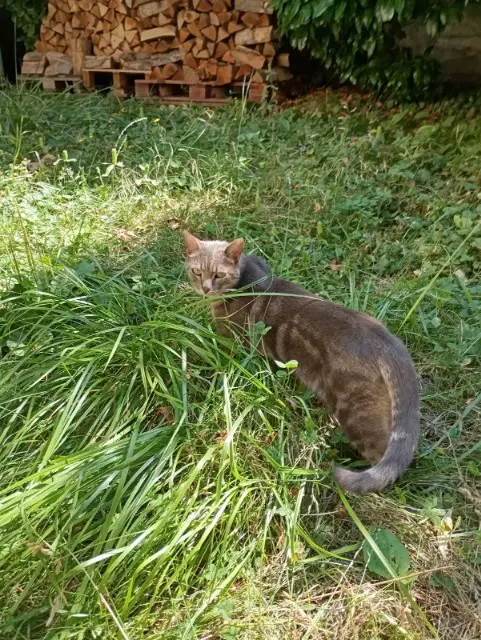 chat lost   43000 Le Puy-en-Velay Miaou
