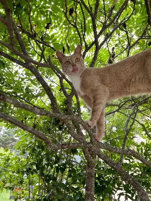 Chat Perdu 43 Haute-Loire - Milord