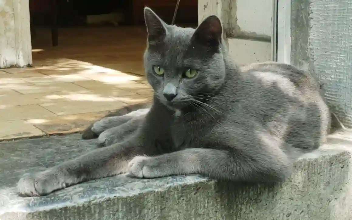 Chat Perdu 43 Haute-Loire - Nino Chat Perdu 43 Haute-Loire - Nino