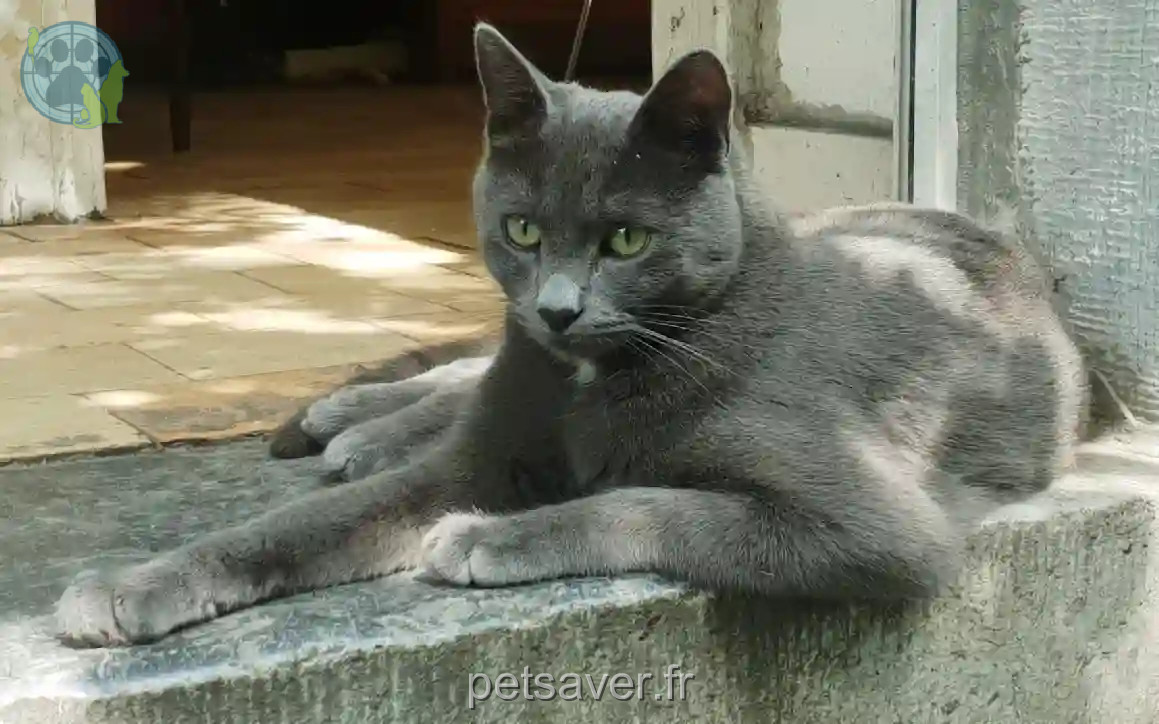 Chat Perdu 43 Haute-Loire - Nino Chat Perdu 43 Haute-Loire - Nino