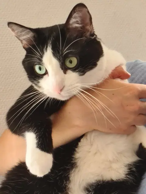 chat lost   43490 Costaros Noé