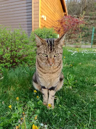 Chat Perdu 43 Haute-Loire - Oscar