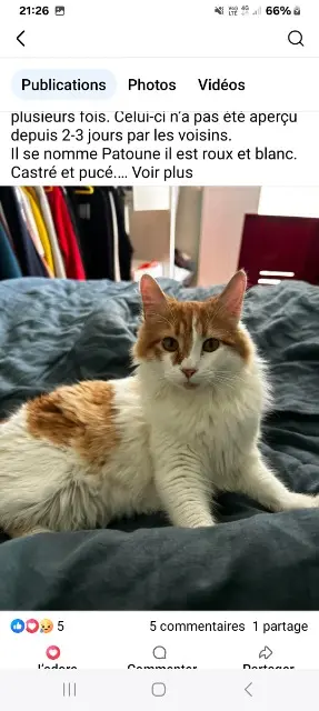 chat lost   43200 Saint-Maurice-de-Lignon Patoune