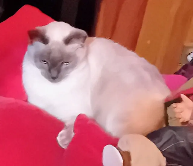 chat lost   43300 Langeac Pipo
