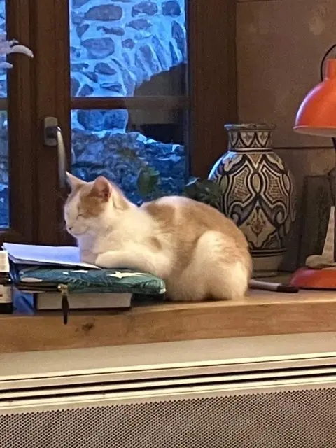 chat lost   43100 Brioude Ponyo