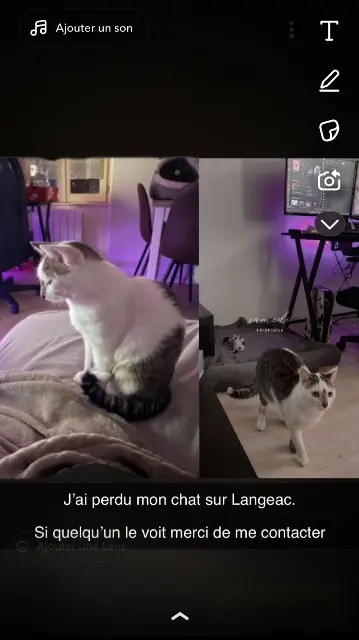 chat lost   43300 Langeac Simba