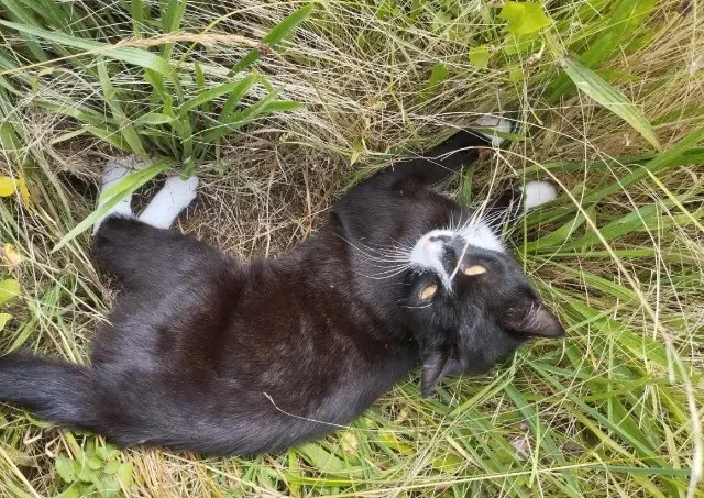 chat lost   43150 Le Monastier-sur-Gazeille Soka