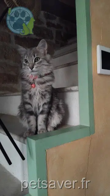 Kater lost   43160 Félines Sweety