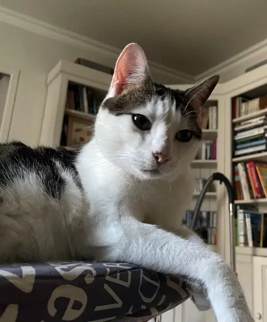 chat lost   43300 Mazeyrat-d'Allier Sydney