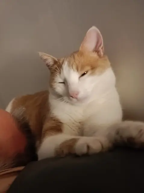 chat lost   43260 Saint-Julien-Chapteuil Tibidou