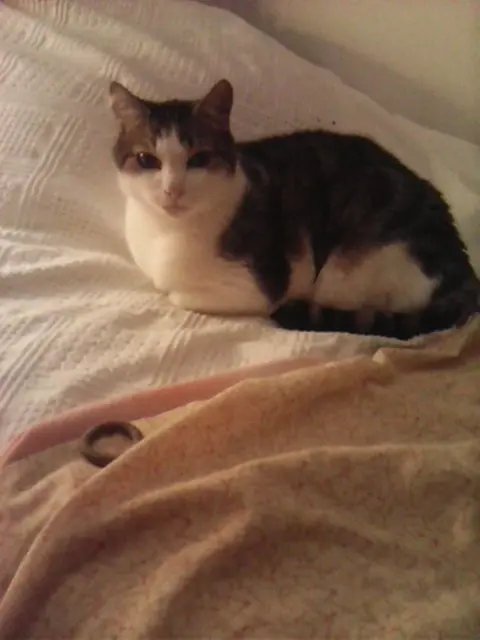 chat lost   43770 Chadrac TICHA