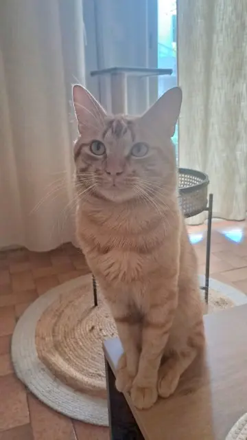 chat lost   43000 Espaly-Saint-Marcel Tigrou