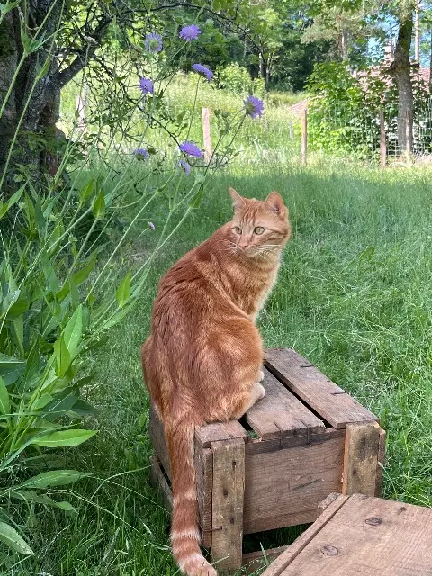 chat lost   43520 Mazet-Saint-Voy Tixou