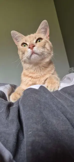 chat lost   43130 Retournac Yoshi