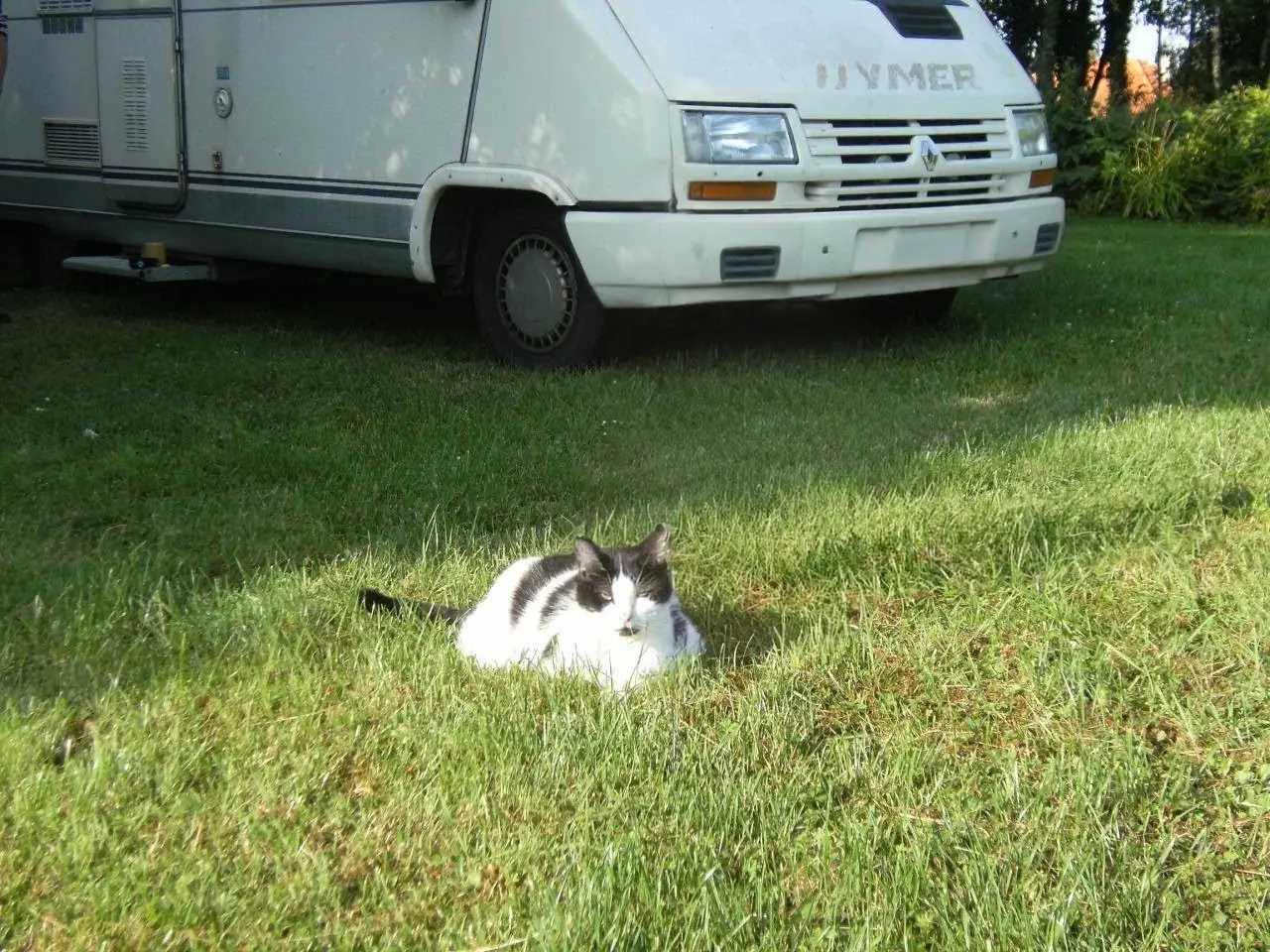 Chat Perdu 44 Loire-Atlantique Chat Perdu 44 Loire-Atlantique