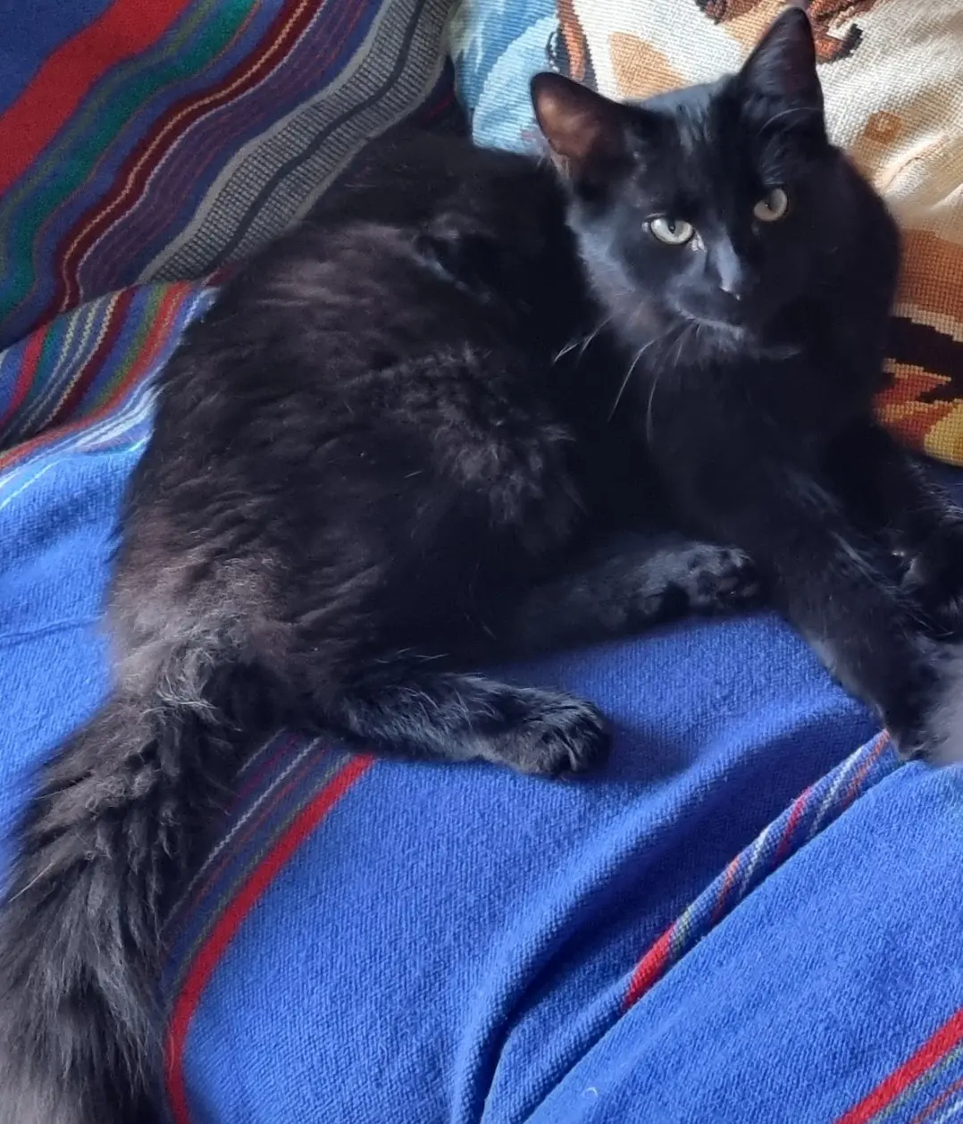 cat lost Rue Aristide Briand 44400 Rezé cat lost Rue Aristide Briand 44400 Rezé