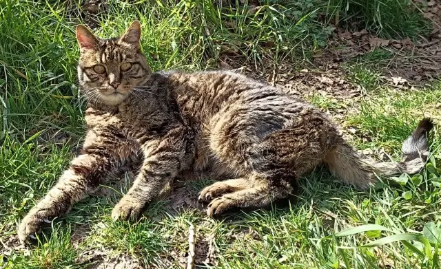 chat lost   44400 Rezé Abricot