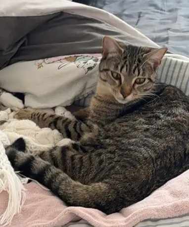 gato perdido 44340 Bouguenais ace gato lost 44340 Bouguenais ace