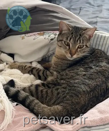 cat lost 44340 Bouguenais ace cat lost 44340 Bouguenais ace