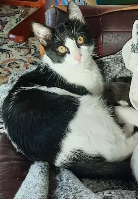 chat lost   44410 Herbignac Achille