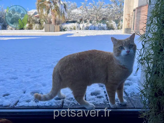 chat lost   44400 Rezé Alpha