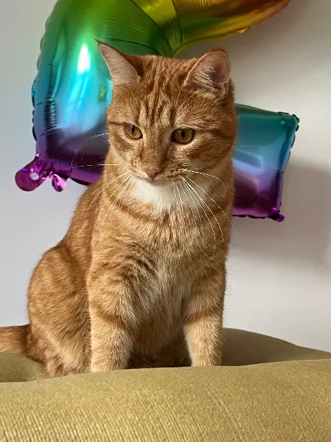 chat lost   44150 Ancenis-Saint-Géréon Jeanpierre