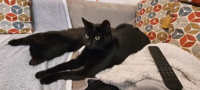 chat lost   44570 Trignac Aomine