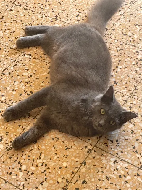chat lost   44110 Villepot Atchoum