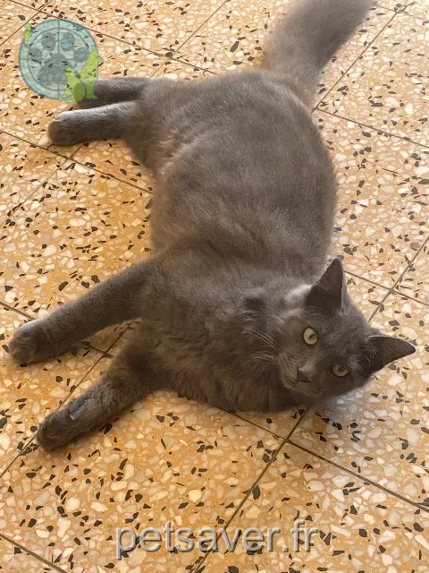 gato perdido 44110 Villepot Atchoum gato lost 44110 Villepot Atchoum
