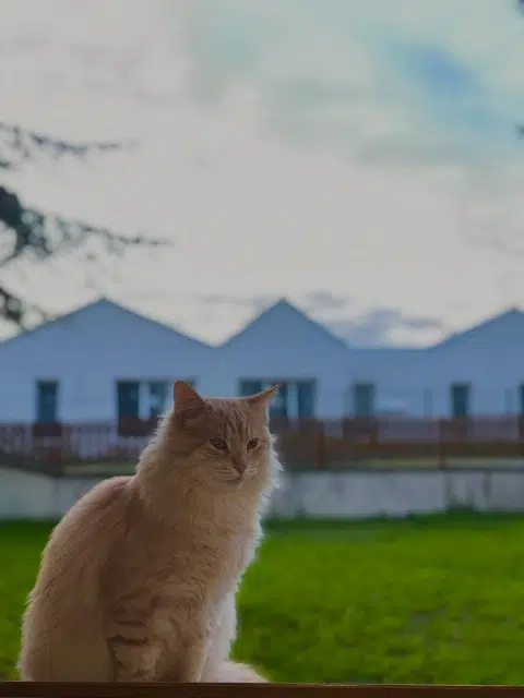 chat lost   44130 Blain Baki