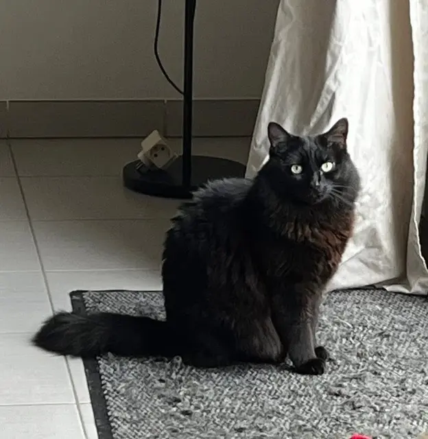 kater vermist 44380 Pornichet Baloo kater lost 44380 Pornichet Baloo