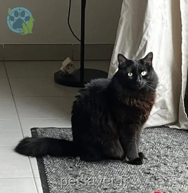 chat perdu 44380 Pornichet Baloo chat lost 44380 Pornichet Baloo