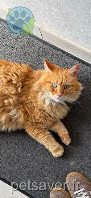 cat lost 44680 Sainte-Pazanne Bambou