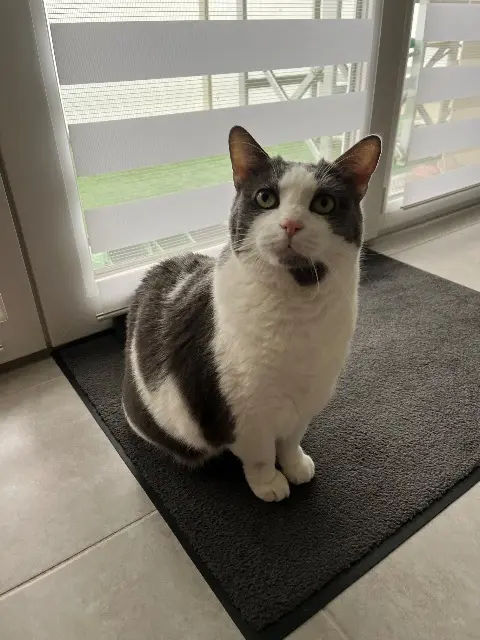 chat lost   44240 La Chapelle-sur-Erdre Berlioz