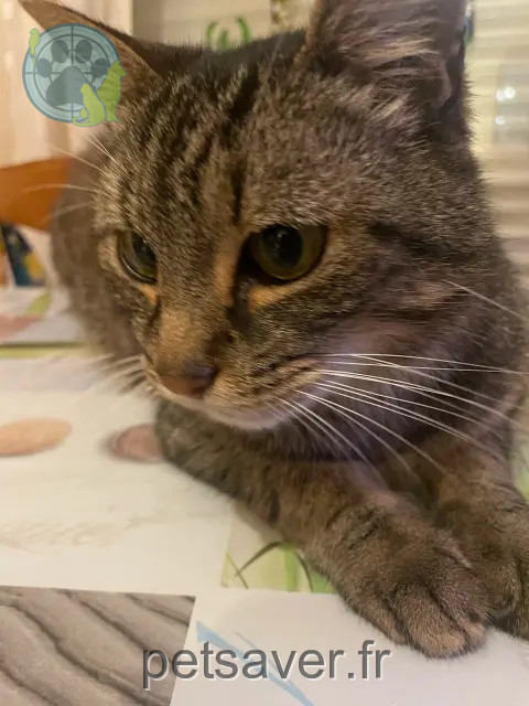Kater vermisst 44230 Saint-Sébastien-sur-Loire Bibi Kater lost 44230 Saint-Sébastien-sur-Loire Bibi