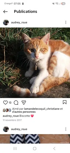 chat lost   44390 Les Touches Biscotte