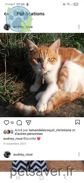 Kater vermisst 44390 Les Touches Biscotte Kater lost 44390 Les Touches Biscotte