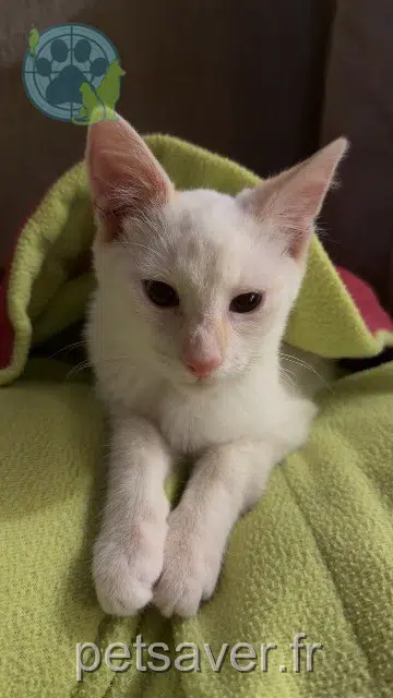 chat lost 44570 Trignac Bloom