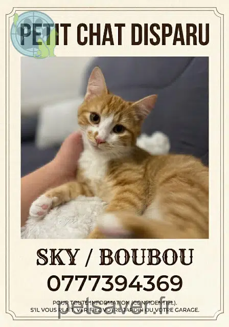 chat lost   44830 Bouaye Boubou