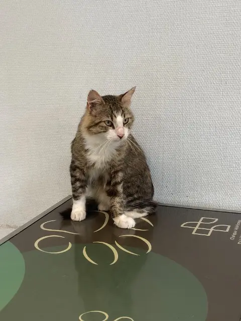 chat lost   44190 Gorges Brikenstock