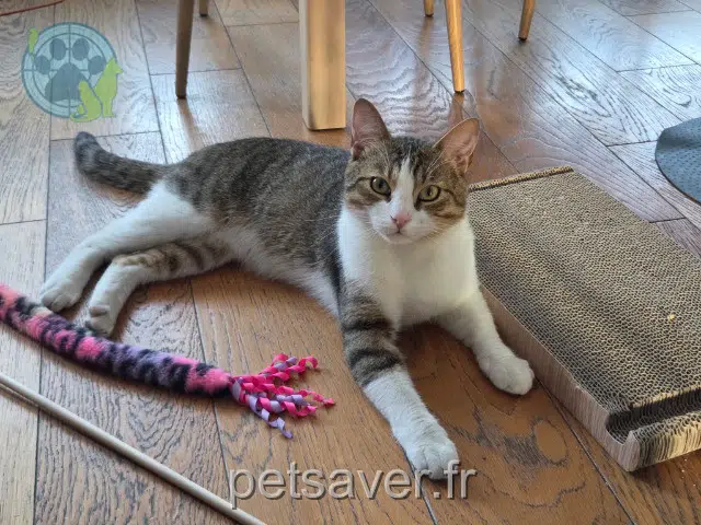 cat lost 44521 Oudon Bubulle