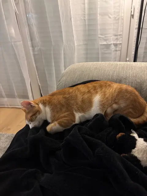 cat lost   44340 Bouguenais Bébé chat