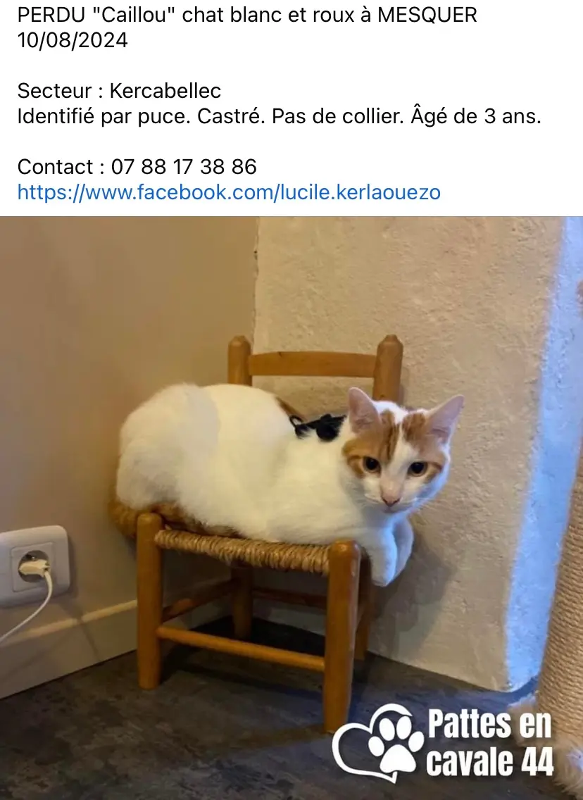 Chat Perdu 44 Loire-Atlantique - Caillou Chat Perdu 44 Loire-Atlantique - Caillou