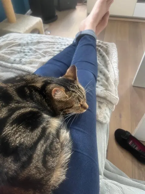 chat lost   44260 Malville Caline