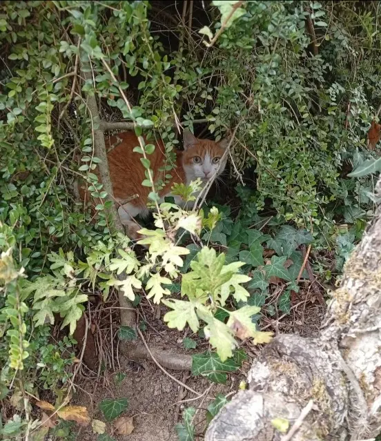 chat lost   44110 Châteaubriant Chat