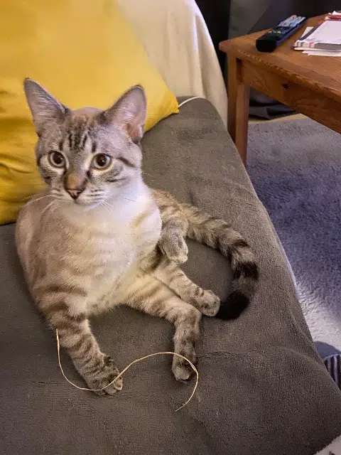 chat lost   44400 Rezé Chaton